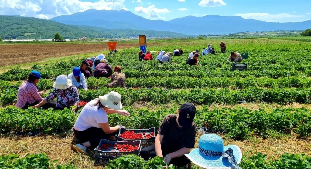 Qeveria miraton projektligjin për censin e bujqësisë, fermerët që nuk përgjigjen, do të gjobiten